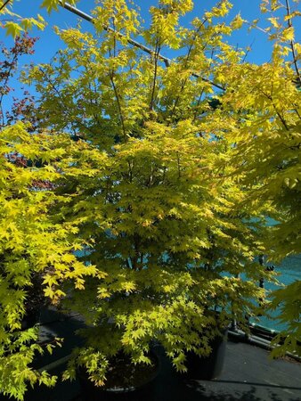 Acer palmatum 'Summer Gold' 100/125 C. - afbeelding 2