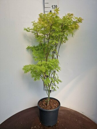 Acer palmatum 'Summer Gold' 100/125 C. - afbeelding 1