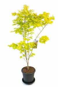 Acer palmatum 'Summer Gold' 100/125 C.