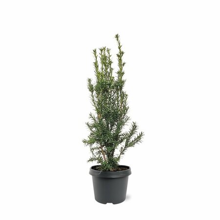 Taxus media 'Hicksii' 40/50 C. - afbeelding 6