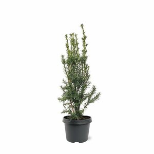Taxus media 'Hicksii' 40/50 C. - afbeelding 6