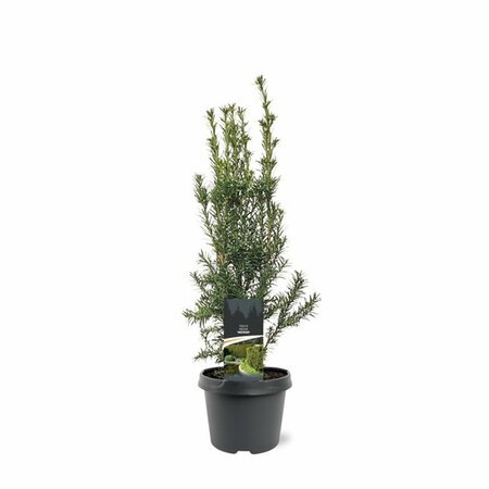 Taxus media 'Hicksii' 40/50 C. - afbeelding 7