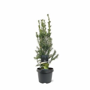 Taxus media 'Hicksii' 40/50 C. - afbeelding 7