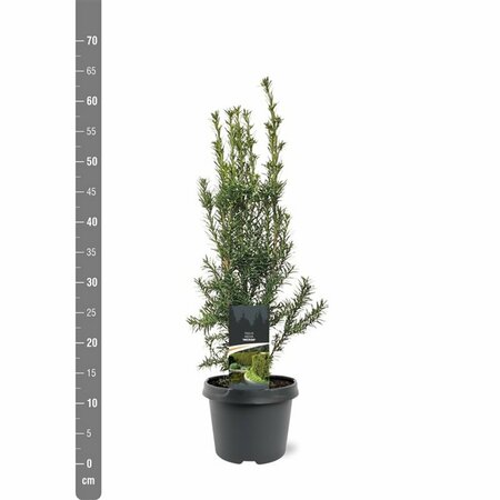 Taxus media 'Hicksii' 40/50 C. - afbeelding 8