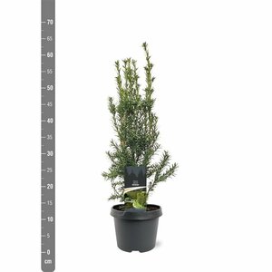 Taxus media 'Hicksii' 40/50 C. - afbeelding 8