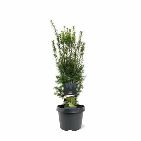 Taxus media 'Hicksii' 40/50 C. - afbeelding 2