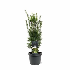 Taxus media 'Hicksii' 40/50 C. - afbeelding 2
