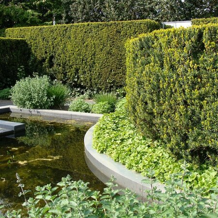 Taxus media 'Hicksii' 40/50 C. - afbeelding 1