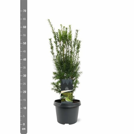 Taxus media 'Hicksii' 40/50 C. - afbeelding 3