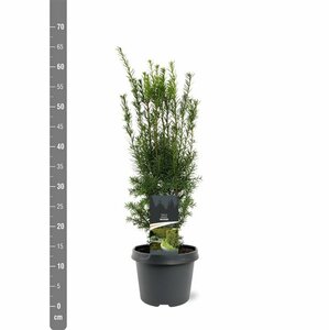 Taxus media 'Hicksii' 40/50 C. - afbeelding 3