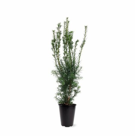 Taxus media 'Hicksii' 40/50 C. - afbeelding 9