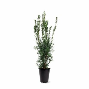 Taxus media 'Hicksii' 40/50 C. - afbeelding 9