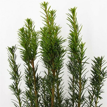 Taxus media 'Hicksii' 40/50 C. - afbeelding 4