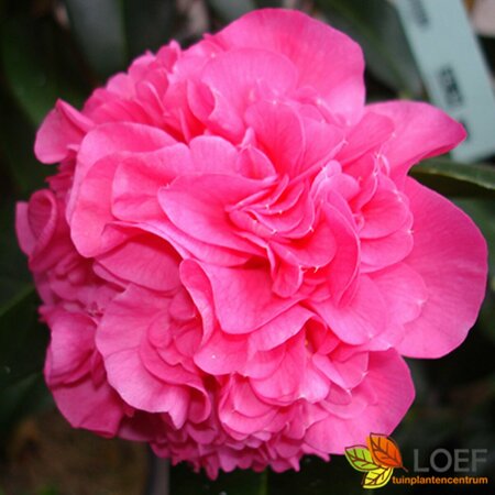 Camellia williamsii 'Debbie' ST. 90 C.  - afbeelding 1