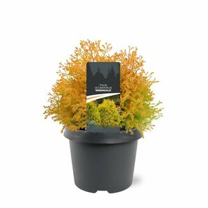 Thuja occ. 'Rheingold' 25/30 C.