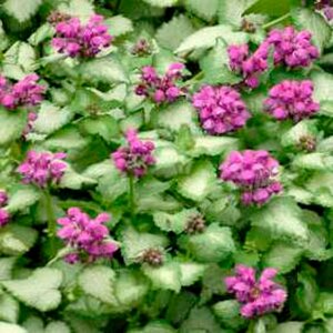 Lamium mac. 'Purple Dragon' P9
