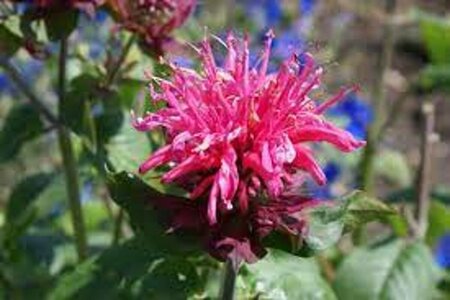 Monarda 'Pink Lace' P9 - afbeelding 1
