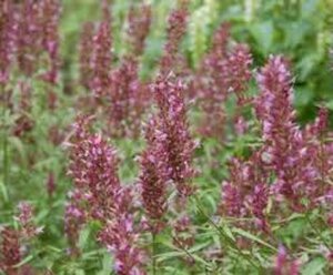 Agastache 'Linda' P9