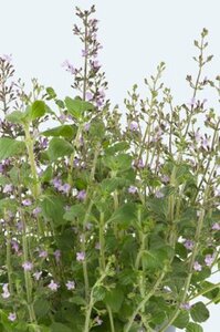 Calamintha nepeta 'Marveletta Blue' P9