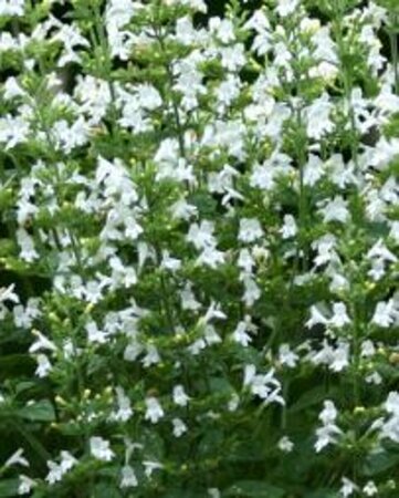 Calamintha nepeta 'Marveletta White' P9 - afbeelding 1
