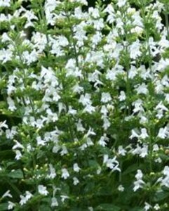Calamintha nepeta 'Marveletta White' P9