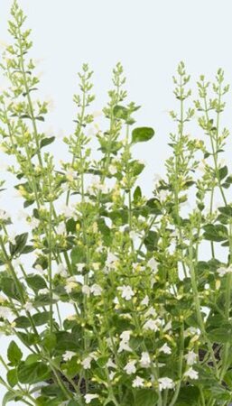 Calamintha nepeta 'Marveletta White' P9 - afbeelding 2