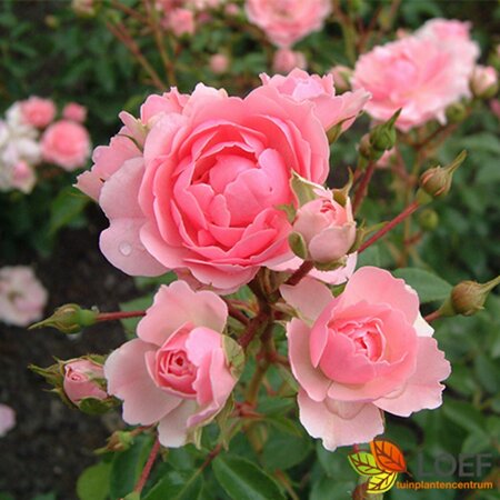 Rosa (F) 'Bonica' ST. 90 C. 