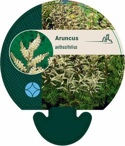 Aruncus aethusifolius C2