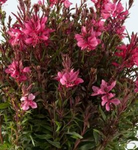 Gaura lindh. Gaudi Red P9