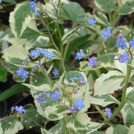 Brunnera macrophylla 'Dawson's White' C2 - afbeelding 1