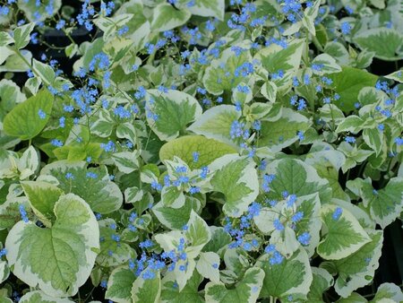 Brunnera macrophylla 'Dawson's White' C2 - afbeelding 2