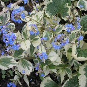 Brunnera macrophylla 'Dawson's White' C2 - afbeelding 3