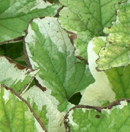 Brunnera macrophylla 'Dawson's White' C2 - afbeelding 4