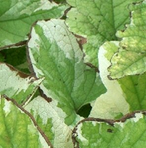 Brunnera macrophylla 'Dawson's White' C2 - afbeelding 4