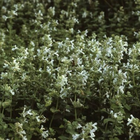 Nepeta racemosa 'Snowflake' P9 - afbeelding 2