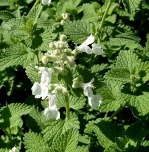 Nepeta racemosa 'Snowflake' P9 - afbeelding 3