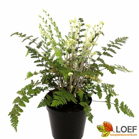 Cheilanthes lanosa C2 - afbeelding 1