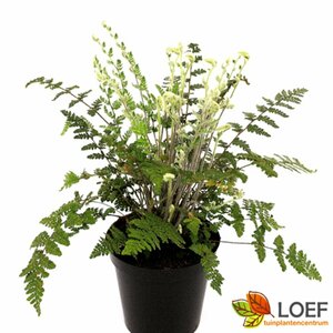 Cheilanthes lanosa C2