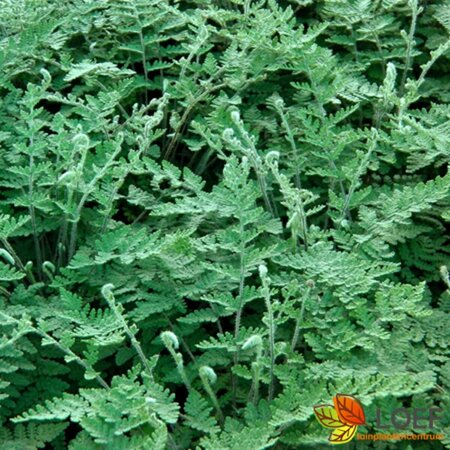 Cheilanthes lanosa C2 - afbeelding 2