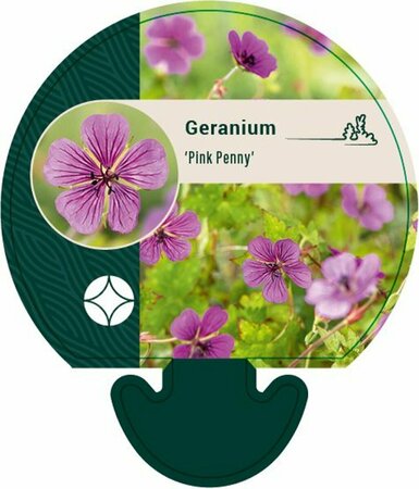 Geranium 'Pink Penny' C2 - afbeelding 2