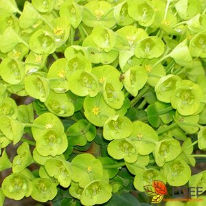Euphorbia martinii P9