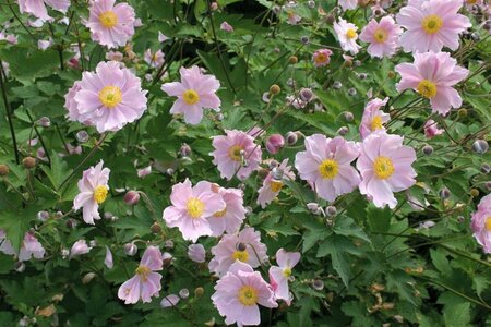 Anemone hupehensis 'September Charm' P9 - afbeelding 3