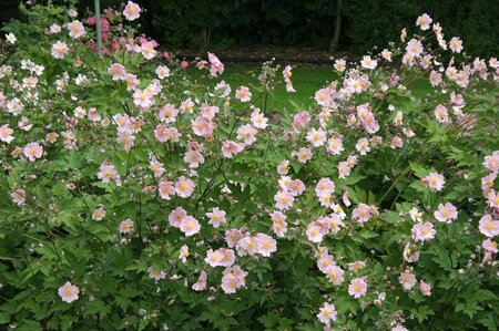 Anemone hupehensis 'September Charm' P9 - afbeelding 4