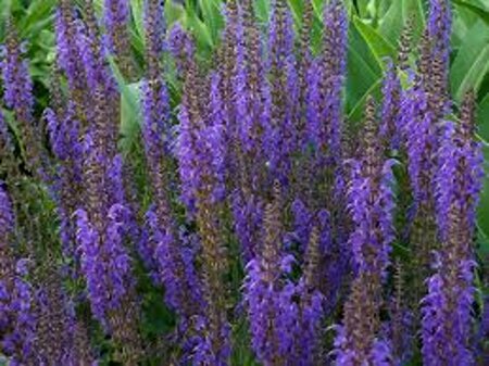 Salvia nemorosa 'Mainacht' C2 - afbeelding 7
