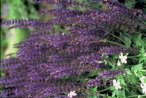 Salvia nemorosa 'Mainacht' C2 - afbeelding 10