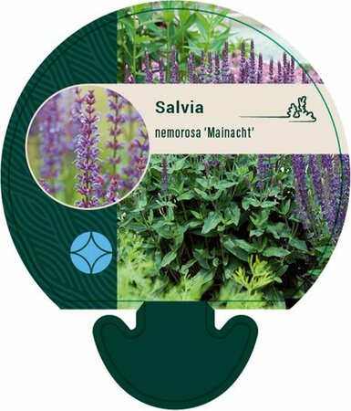 Salvia nemorosa 'Mainacht' C2 - afbeelding 11