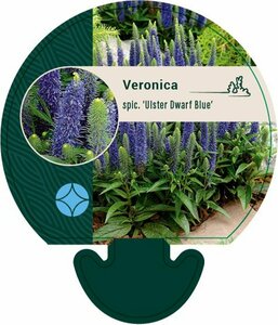 Veronica spicata 'Ulster Dwarf Blue' P9