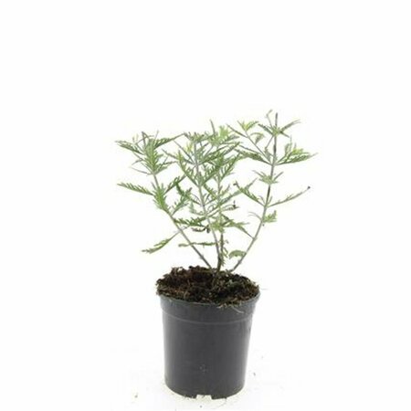 Perovskia 'Blue Spire' C5 - afbeelding 5