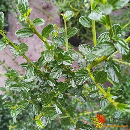 Ceanothus thyrs. 'Millerton Point' 40/50 C.