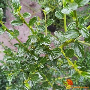 Ceanothus thyrs. 'Millerton Point' 40/50 C.